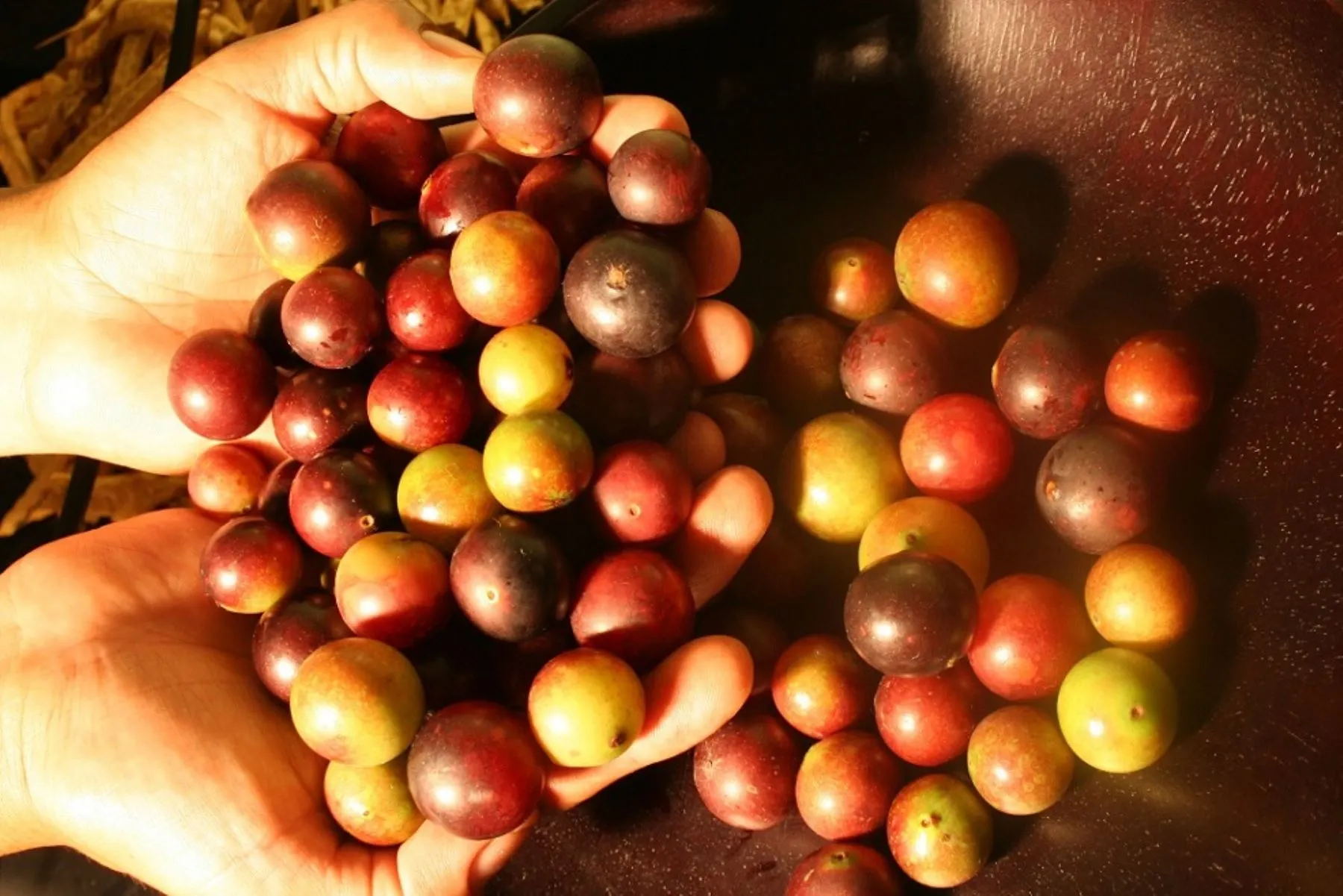 Camu Camu - Peruvian Fruits