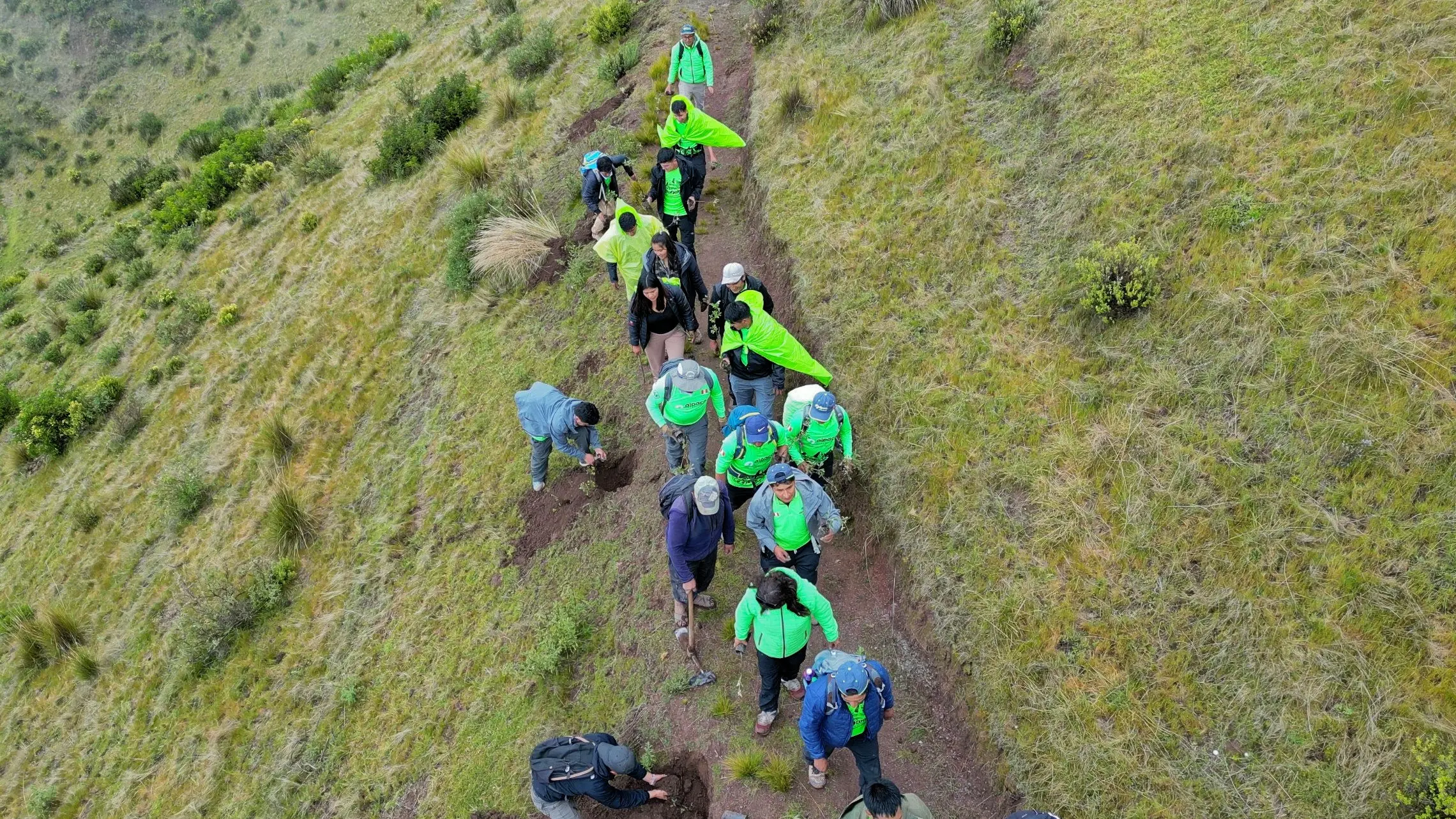Alpaca Expeditions guides hiking through the Andes during the reforestation initiative in Ccaccaccollo.
