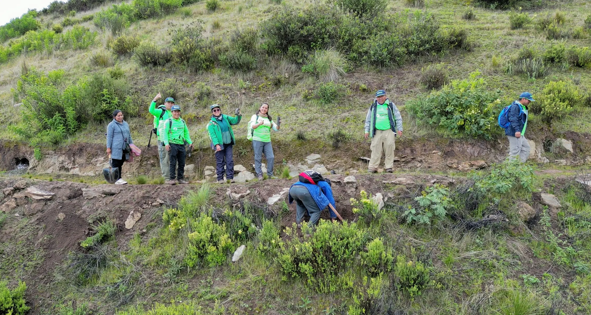 Alpaca Expeditions guides and community members working together planting trees in Ccaccaccollo