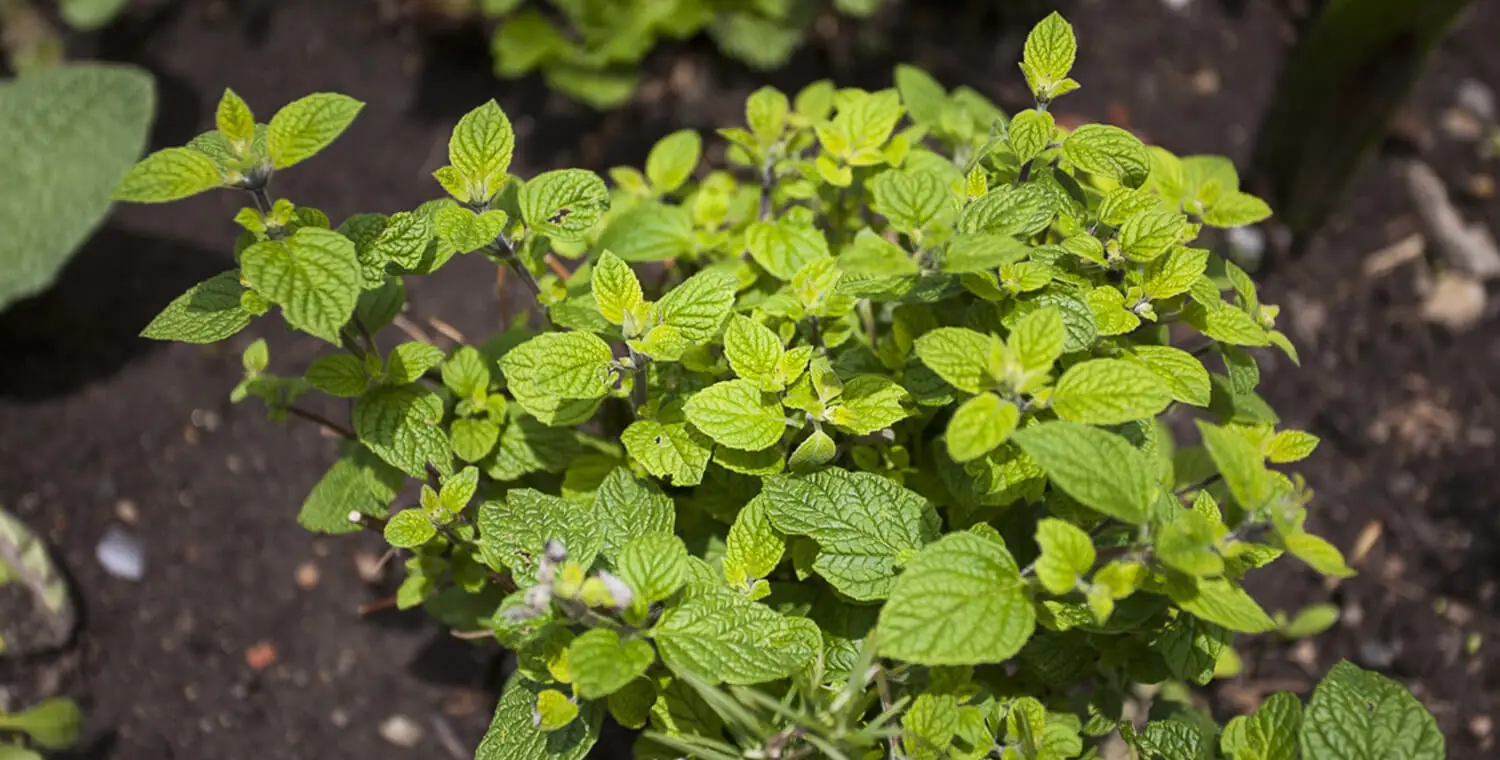 Muña La Hierba Medicinal de los Andes Peruanos