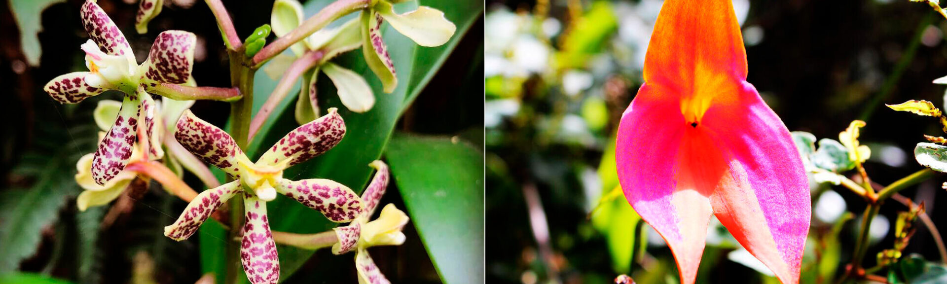 Orchids of Machu Picchu, Peru