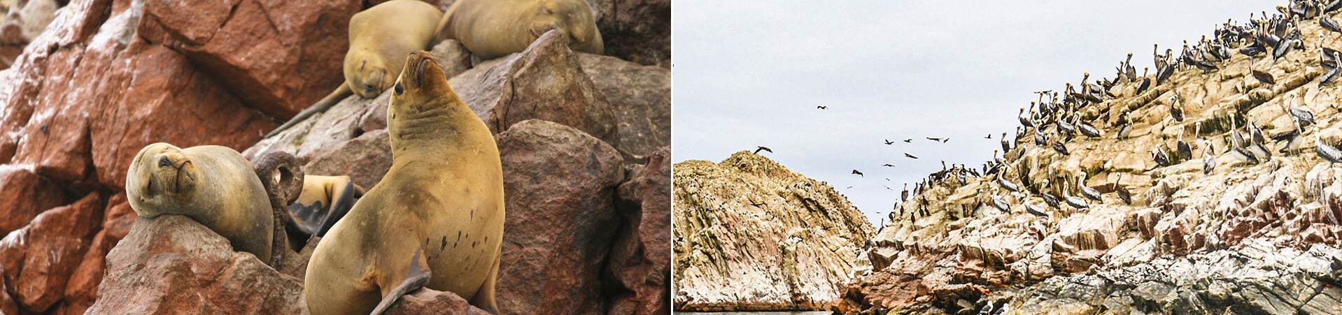 Paracas Islas Ballestas Sun Duns