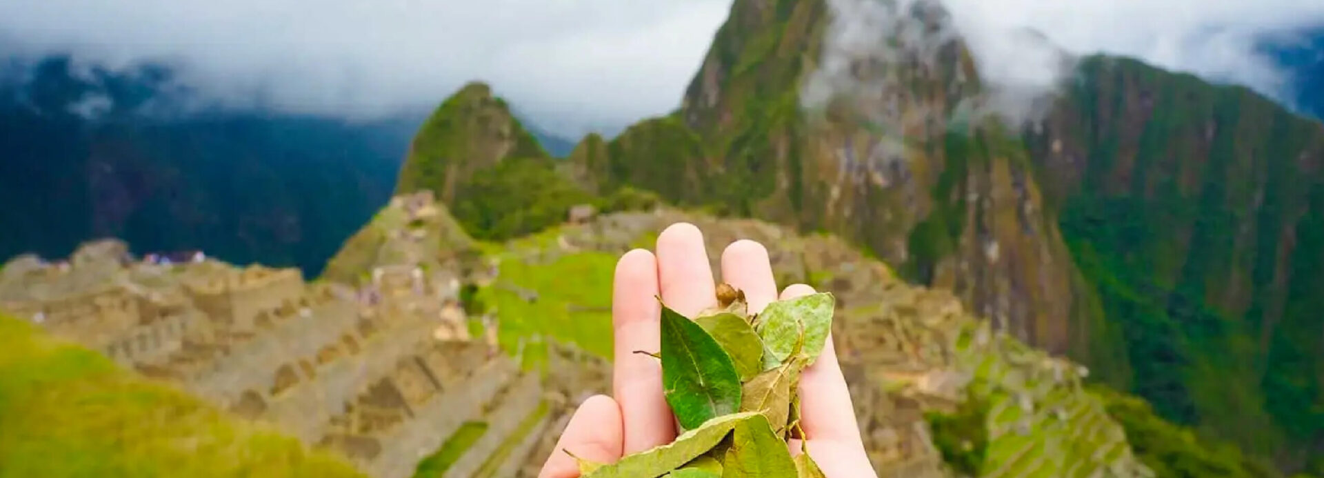 Hoja de coca: El antídoto perfecto para el mal de altura