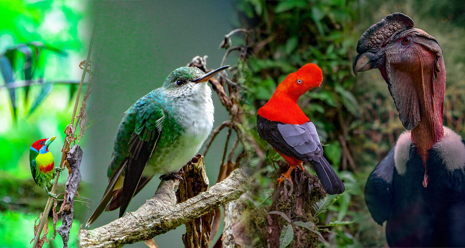 The Birds of Machu Picchu Peru