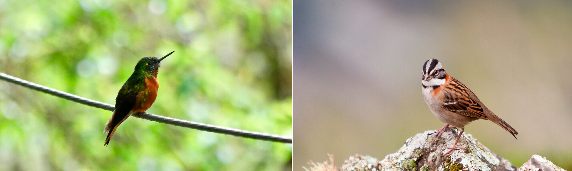 The Birds of Machu Picchu