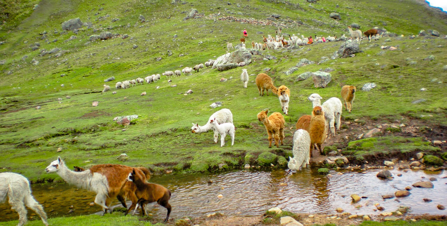 The Llama, Vicuña and Alpaca: Typical and significant species of Machu Picchu