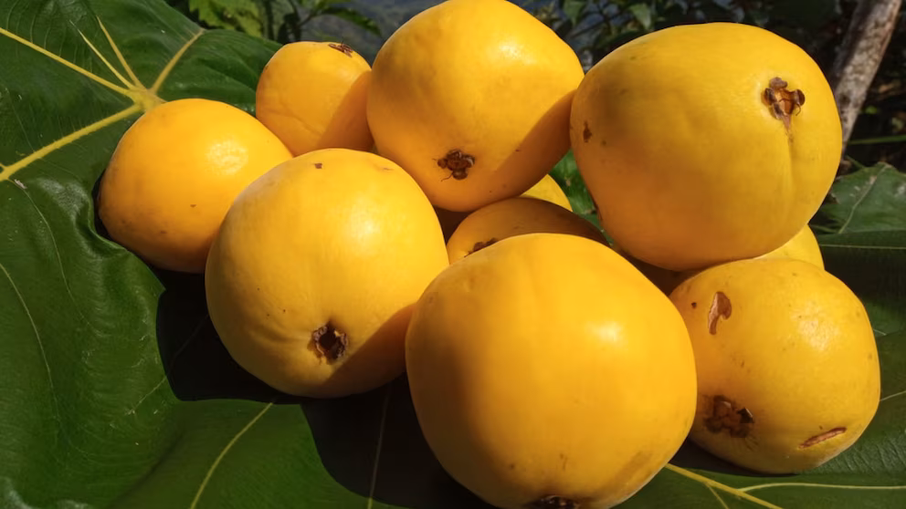 Arazá - Peruvian Fruits