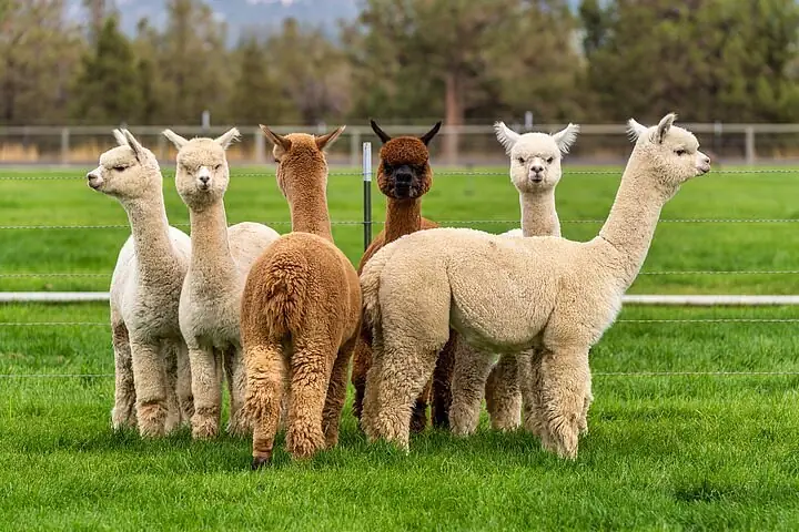 Alpacas