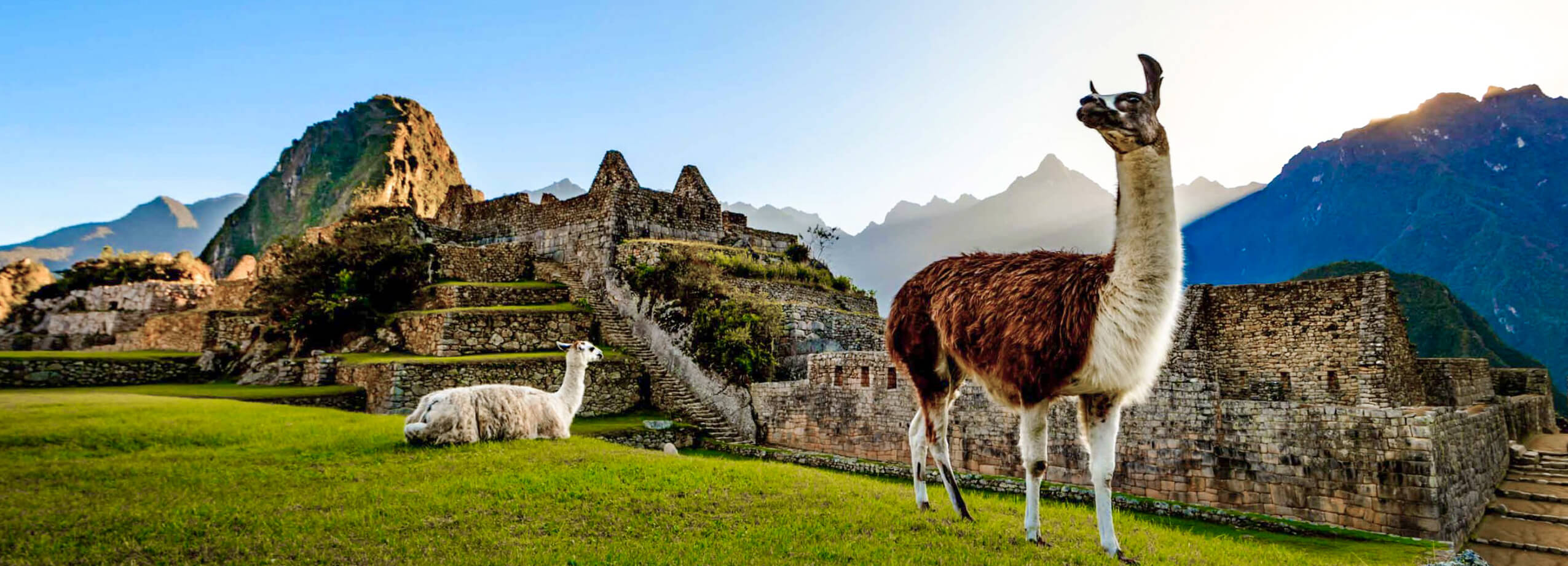 Flora y Fauna de Machu Picchu