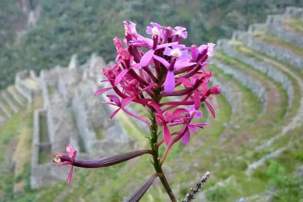 orchids winay wayna