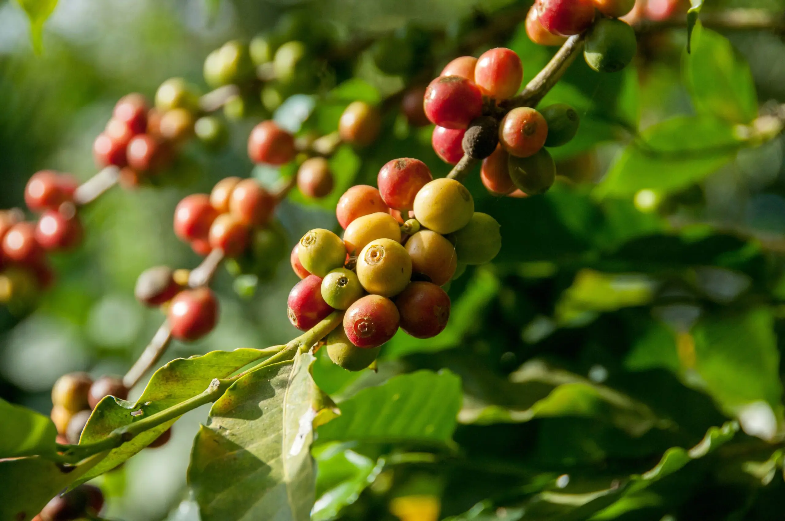Peruvian Coffee