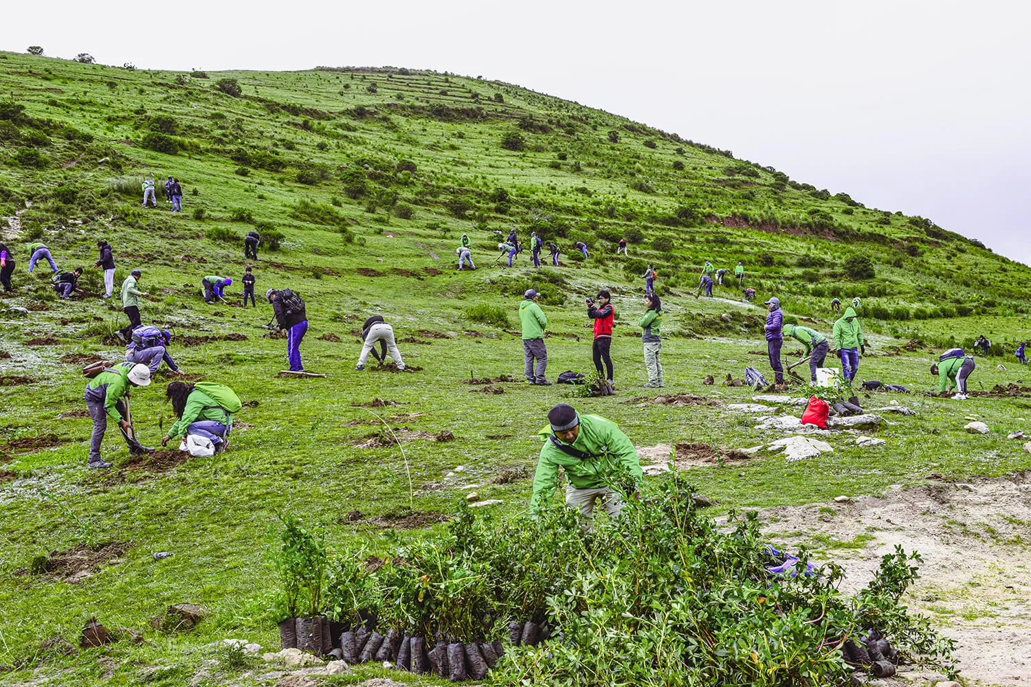 Tree planting social project