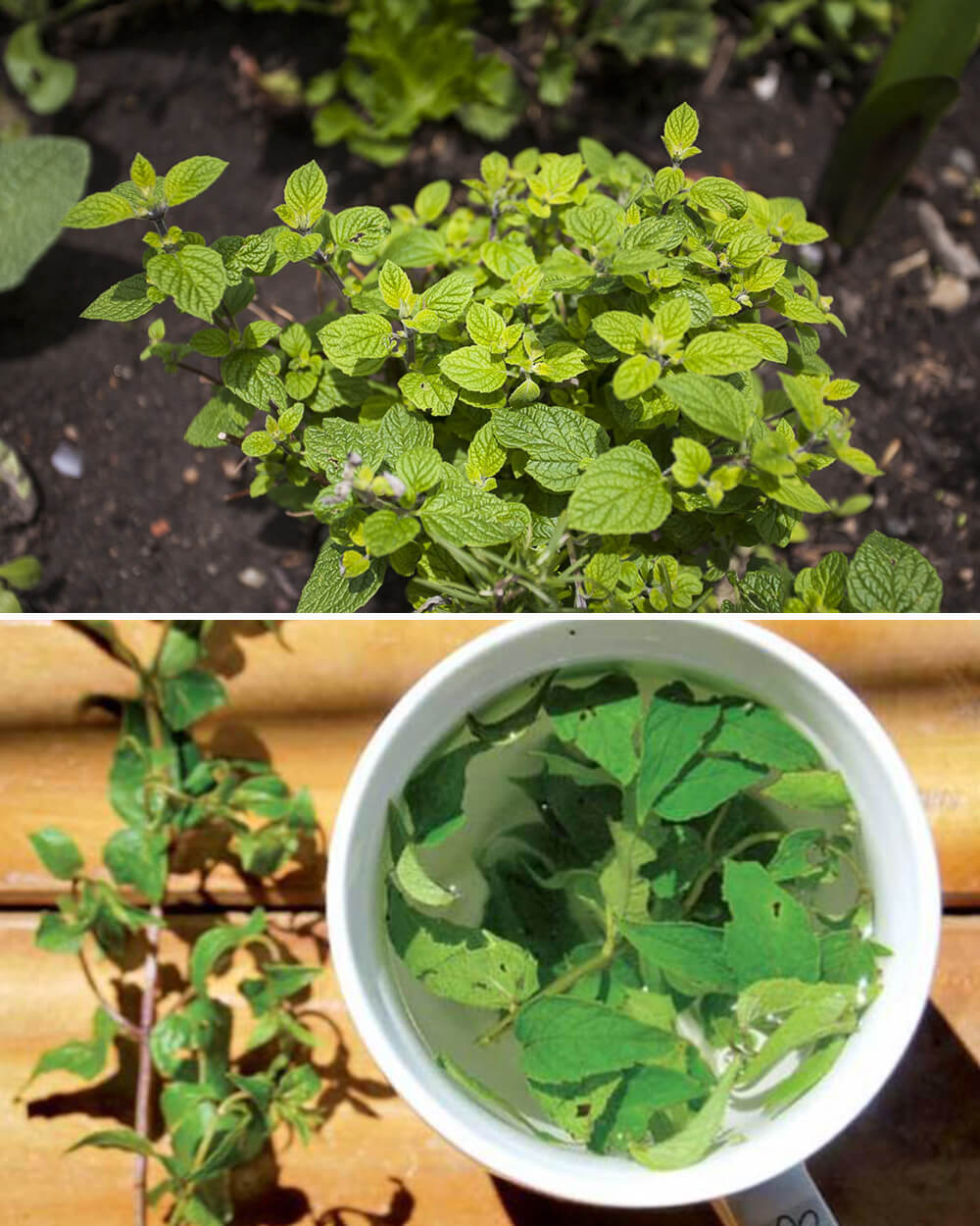 Beneficios del té de muña para combatir el mal de altura en Machu Picchu -  Alpaca Expeditions