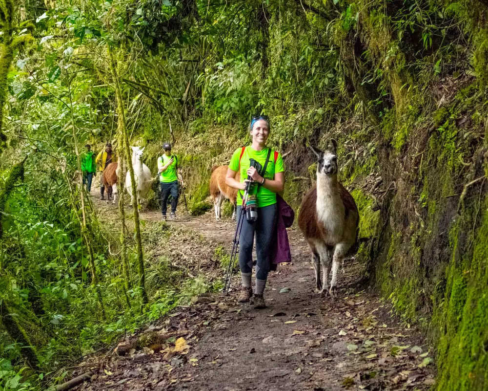 8D 7N Tour Highlights of Cusco Alpaca Expeditions