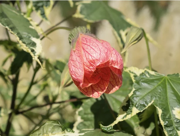 Abutilon