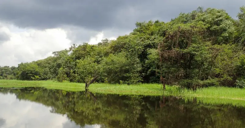 Amazon Basin – Gamitana & Tumbo