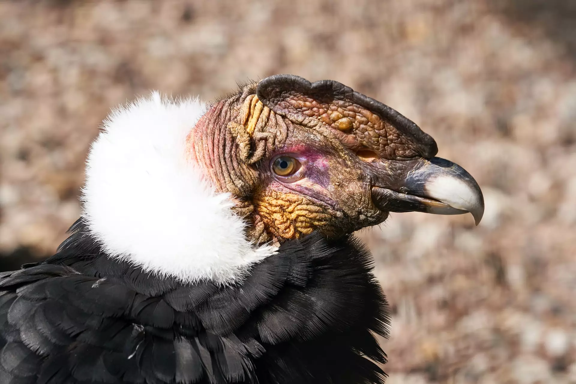 Andean Condor (Vultur gryphus) - Birds of Machu Picchu Peru