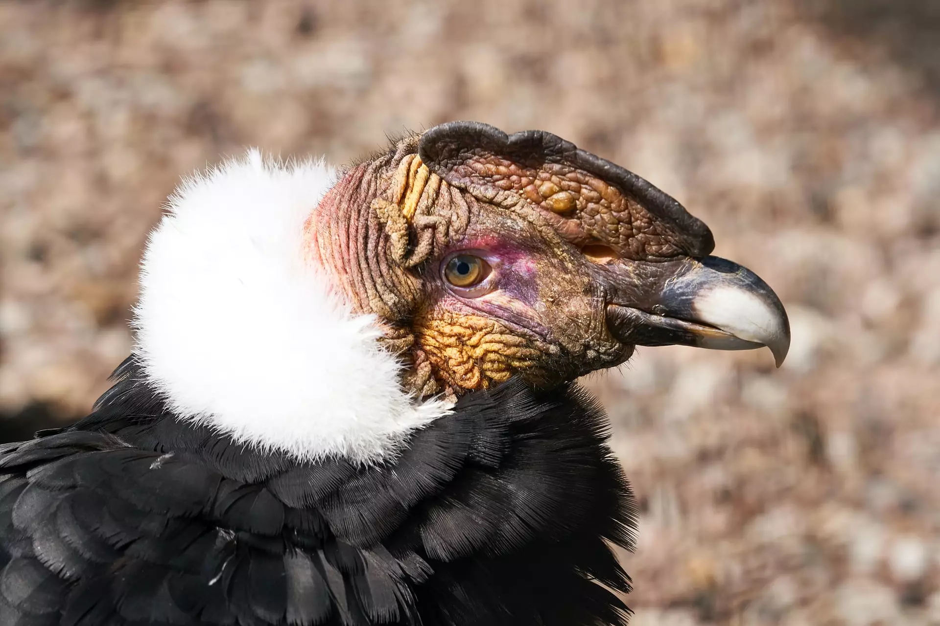 Andean Condor (Vultur gryphus)