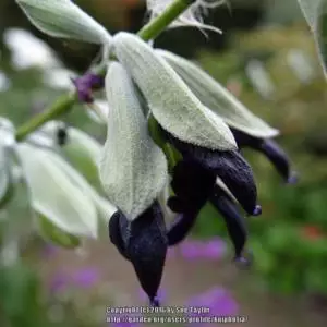 Andean Silver-Leaf Sage