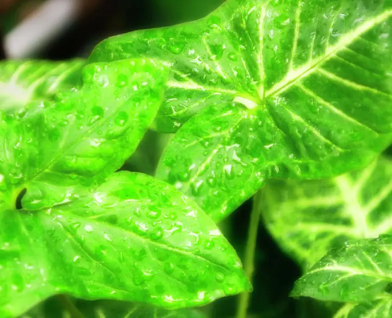 Arrowleaf Elephant Ear