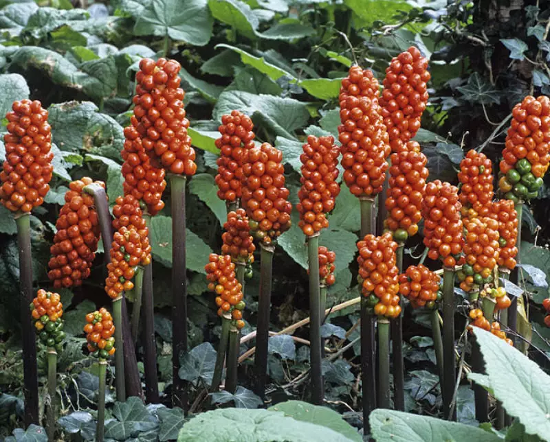 Arum Italicum - Adrian Thomas