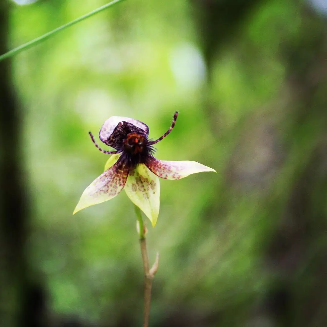 Bee orchid - Orchids of Machu Picchu, Peru