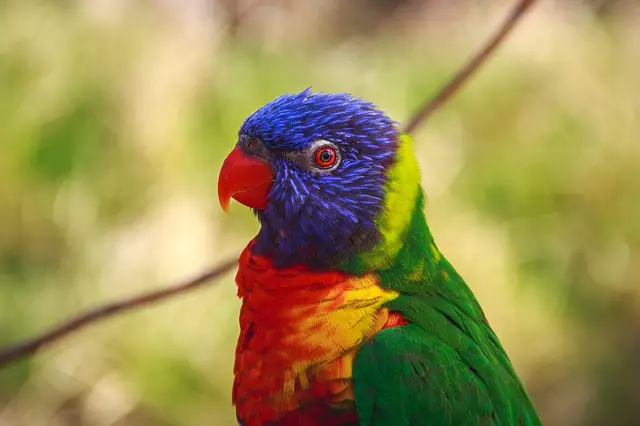 Blue headed parrot - Birds of Machu Picchu Peru