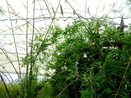 Machu Picchu Bamboo