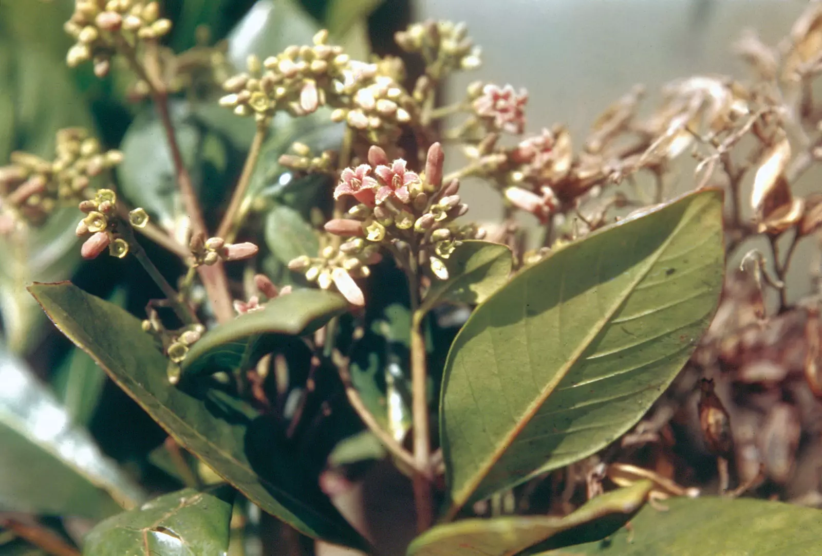 Cinchona Tree