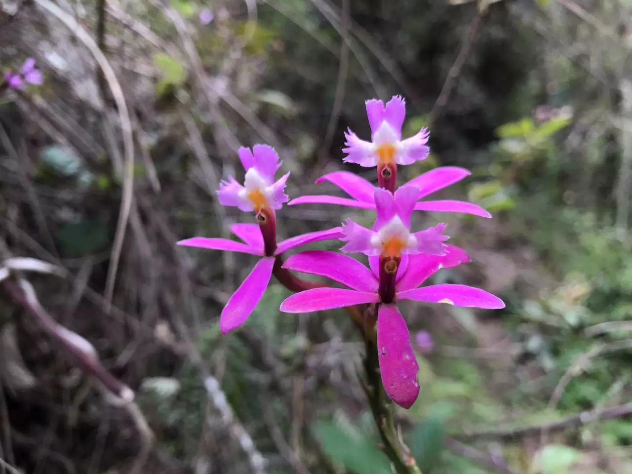 Forever young orchid - Orchids of Machu Picchu Peru