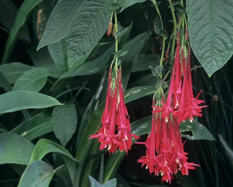 Fuchsia Boliviana