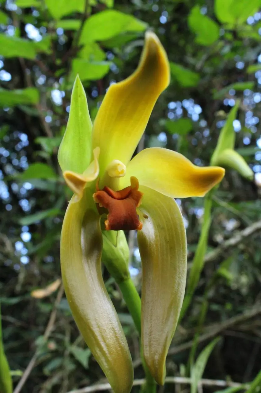 Lycaste Orchid - Orchids of Machu Picchu Peru