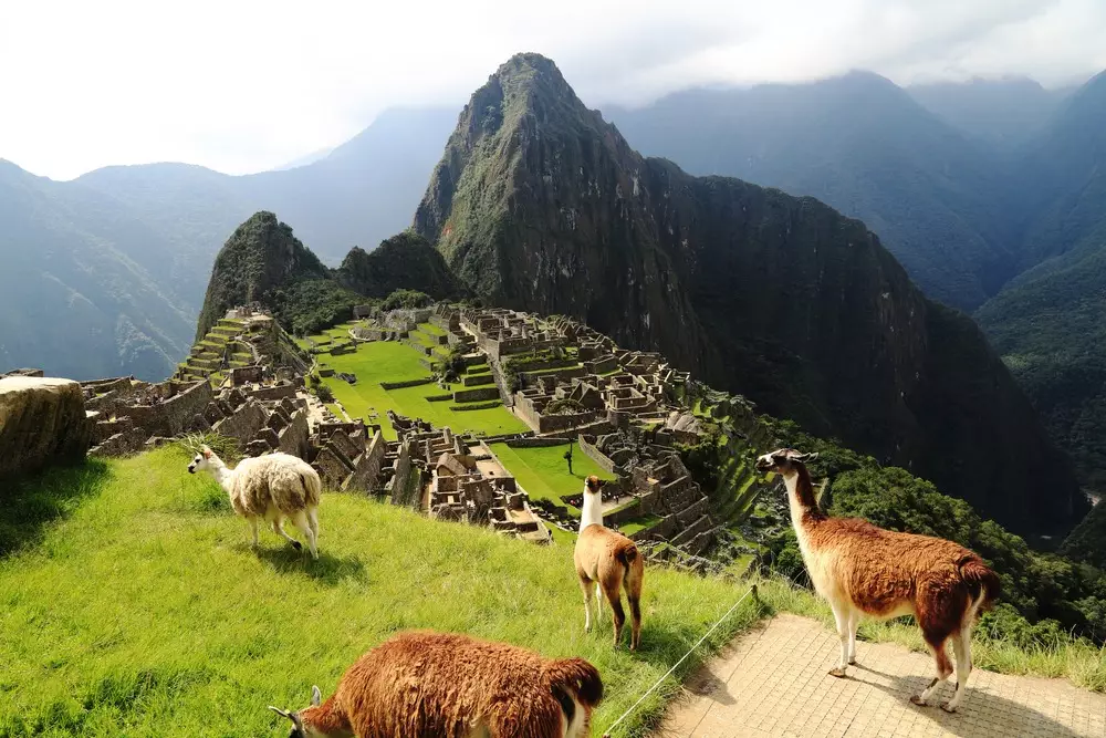 Machu Picchu Llamas