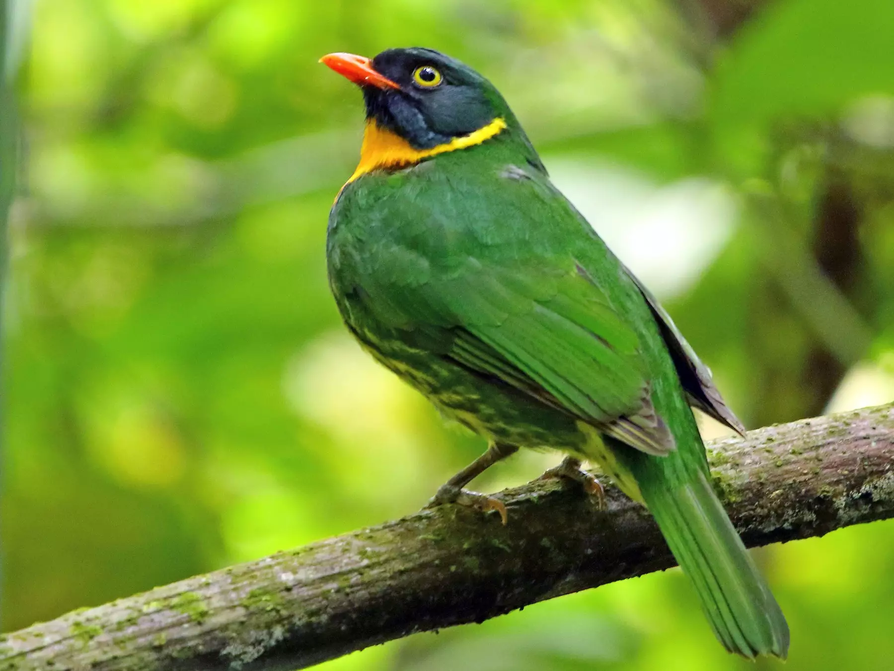 Masked Fruiteater - Birds of Machu Picchu Peru