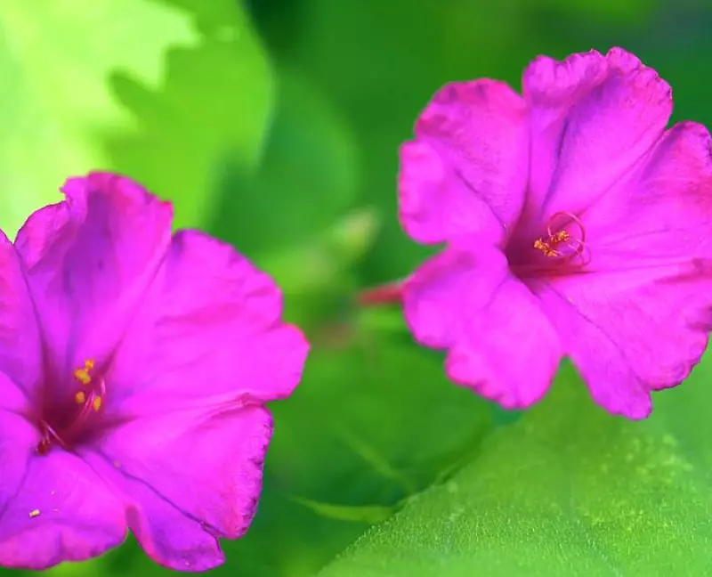 Mirabilis Jalapa