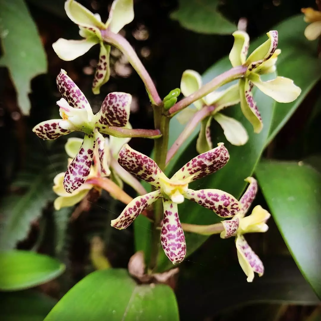 Prosthechea Vespa - Orchids of Machu Picchu, Peru