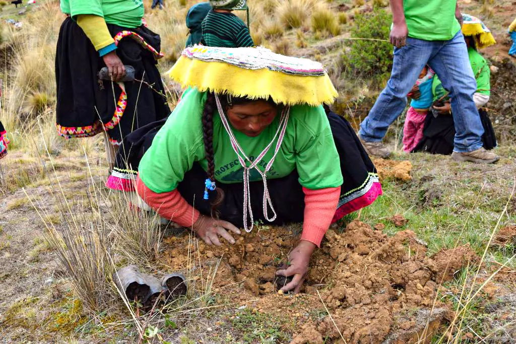 Queuna Trees social project