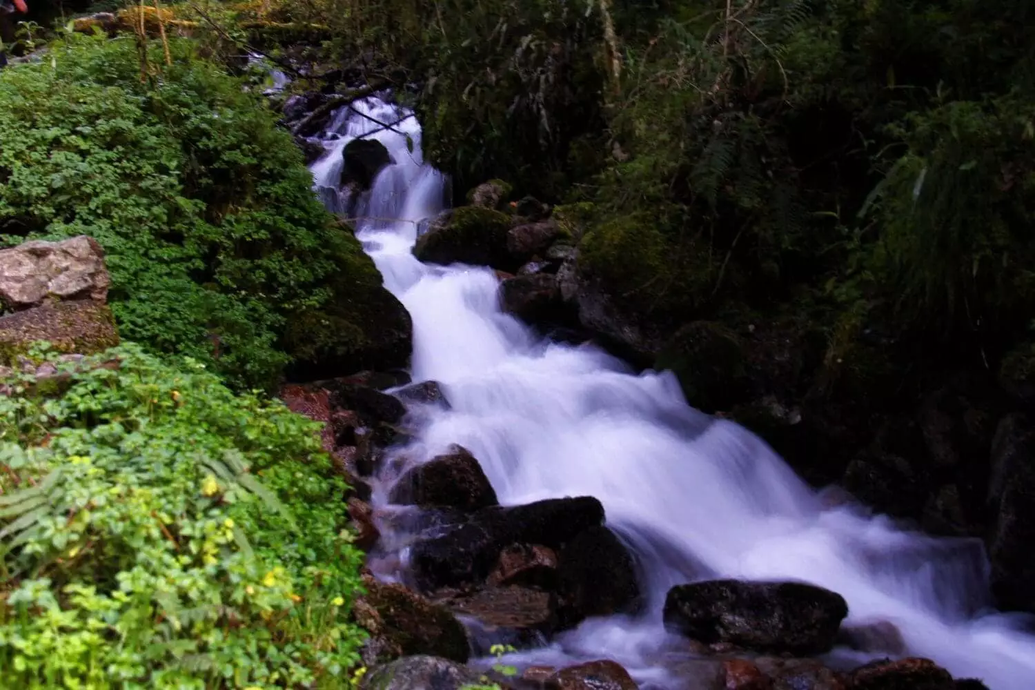 Rainforest in Peru - Alpaca Expeditions