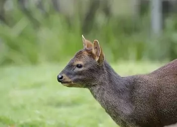 Sachacabra (pudú chico)