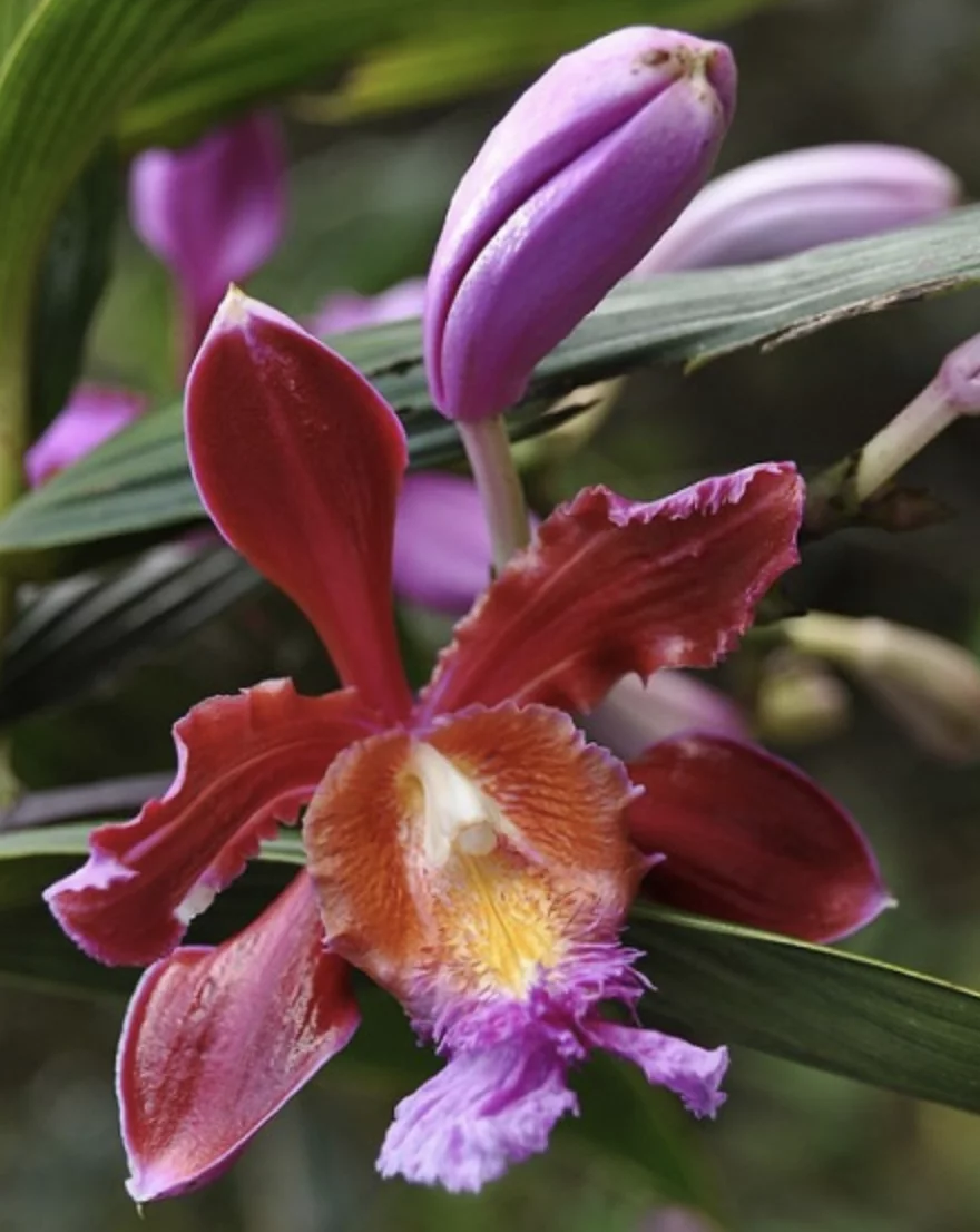 Sobralia Dichotoma - Orchids of Machu Picchu, Peru