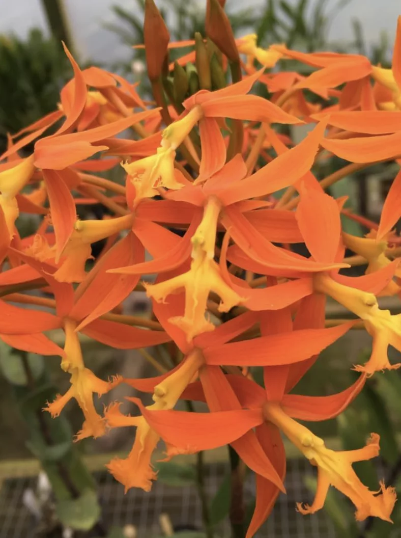 Schomburgk's Epidendrum - Orchids of Machu Picchu Peru