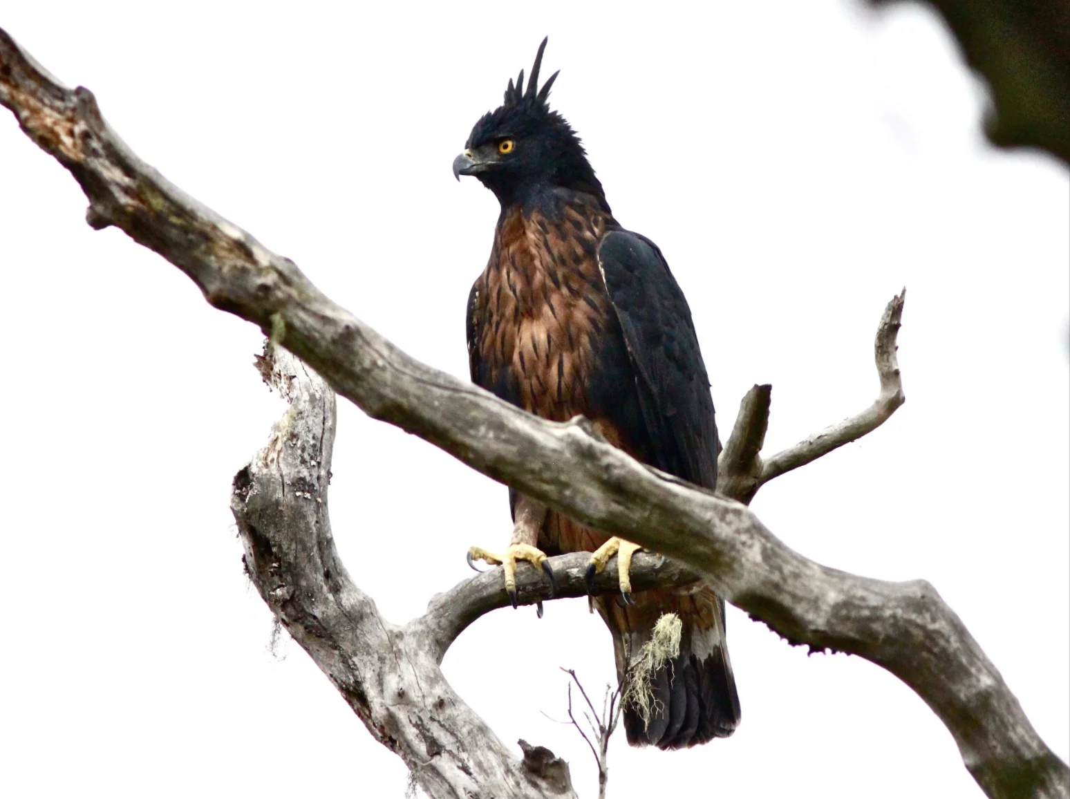 Black and Chestnut Eagle - Birds of Machu Picchu Peru