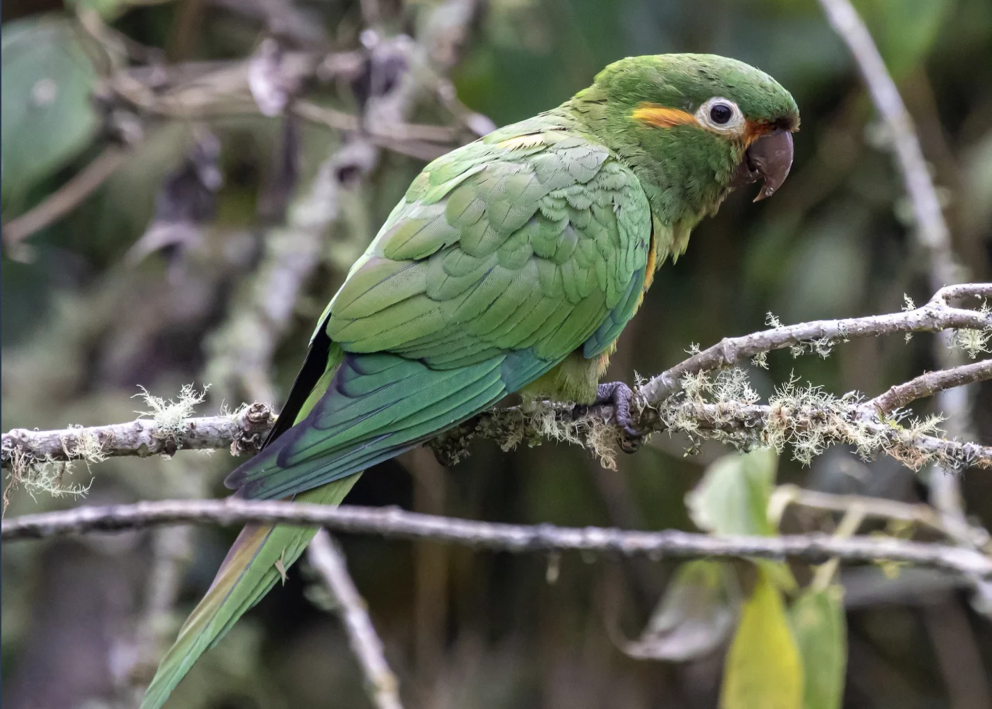 Golden plumed parrot - Birds of Machu Picchu Peru