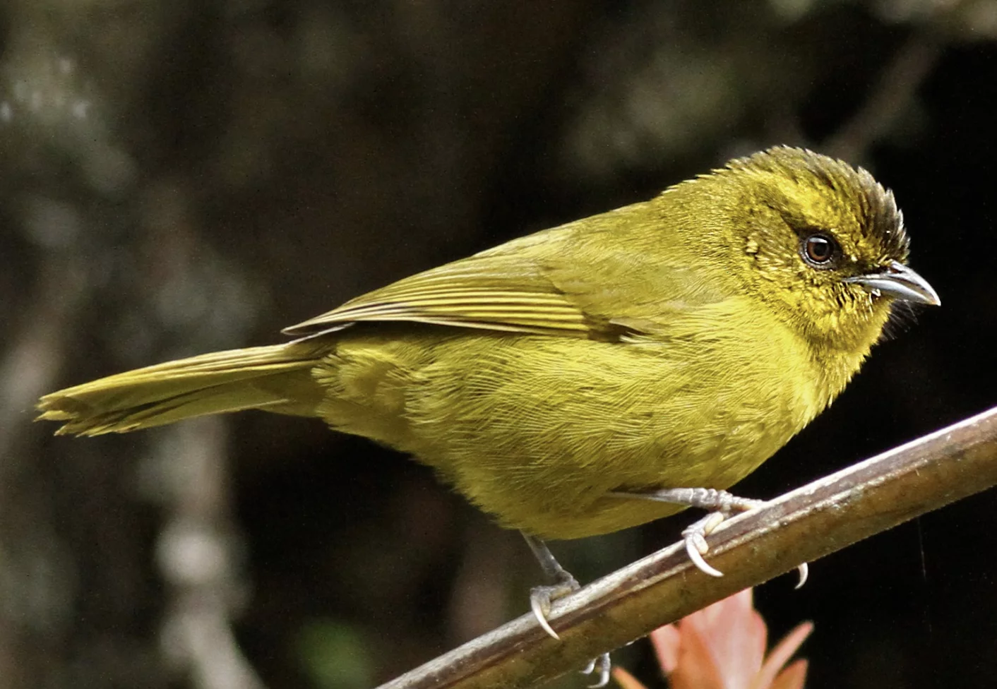 Parodi’s Hemispingus - Birds of Machu Picchu Peru