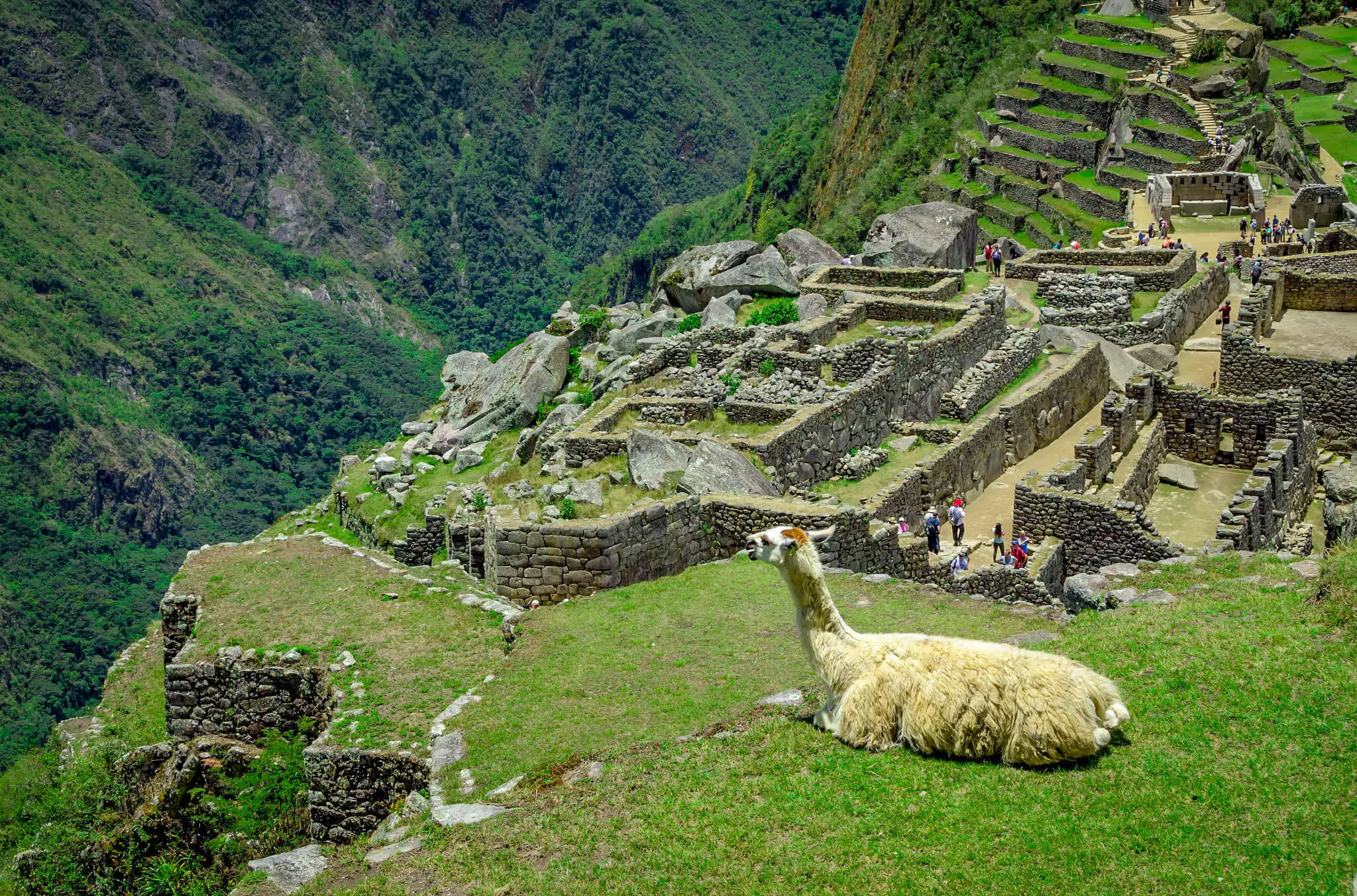 The Llamas of Machu Picchu