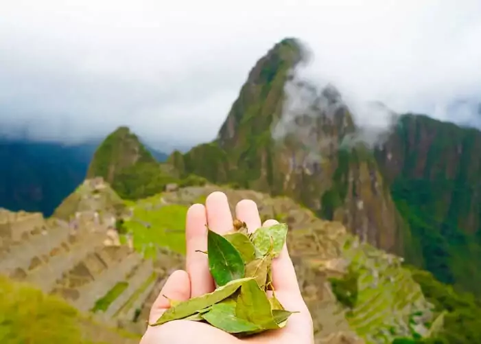 La Hoja de Coca