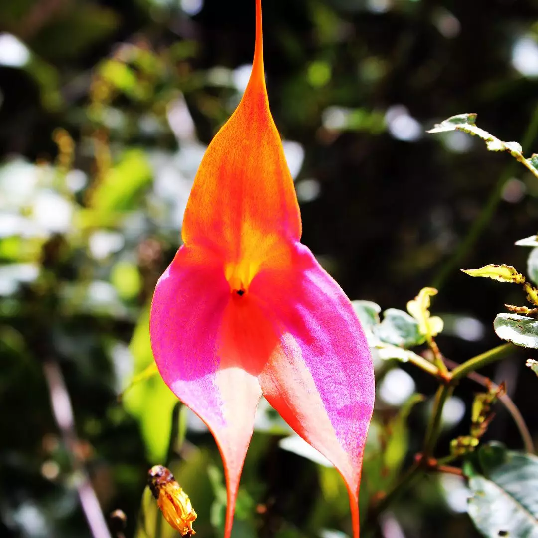 Waqanki Orchid - Orchids of Machu Picchu Peru