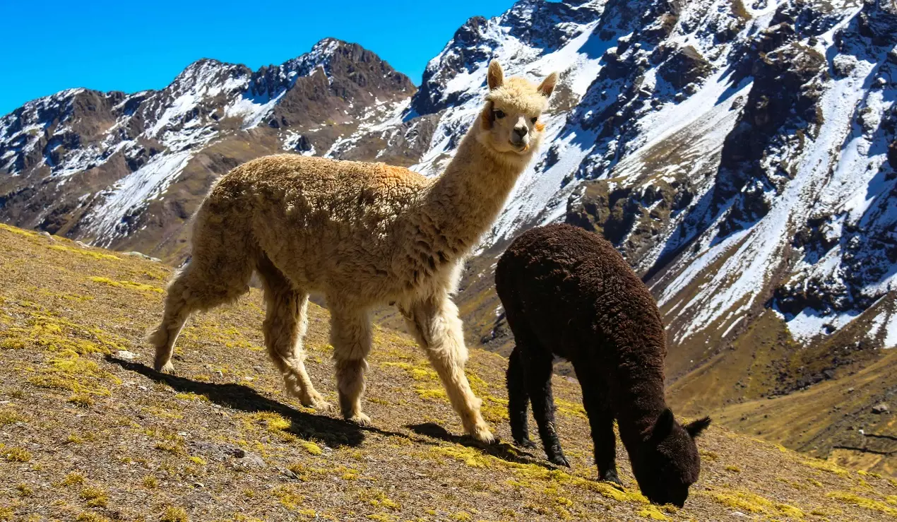 La alpaca andina de cusco - Peru