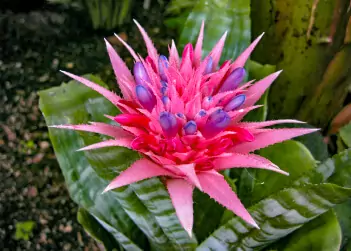 bromelia