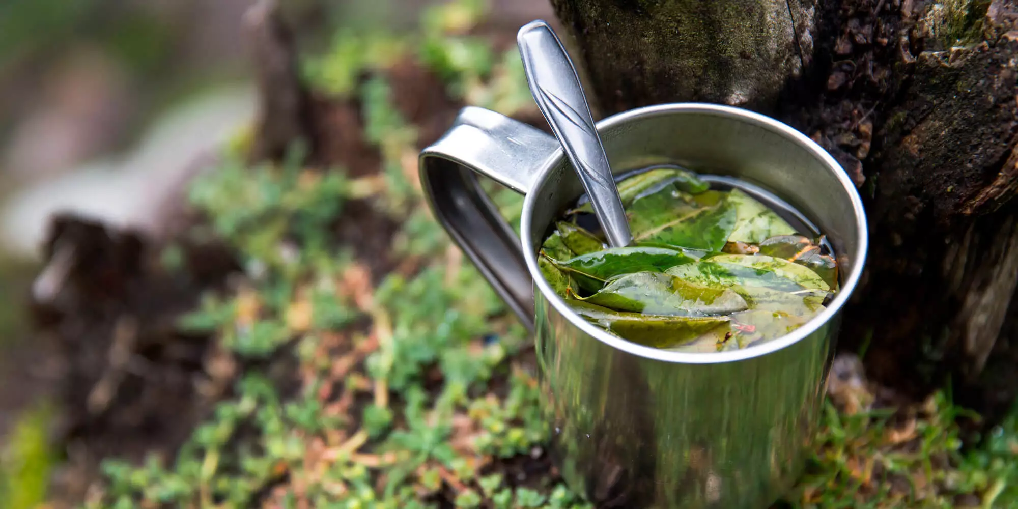 coca leaves or drinking coca tea